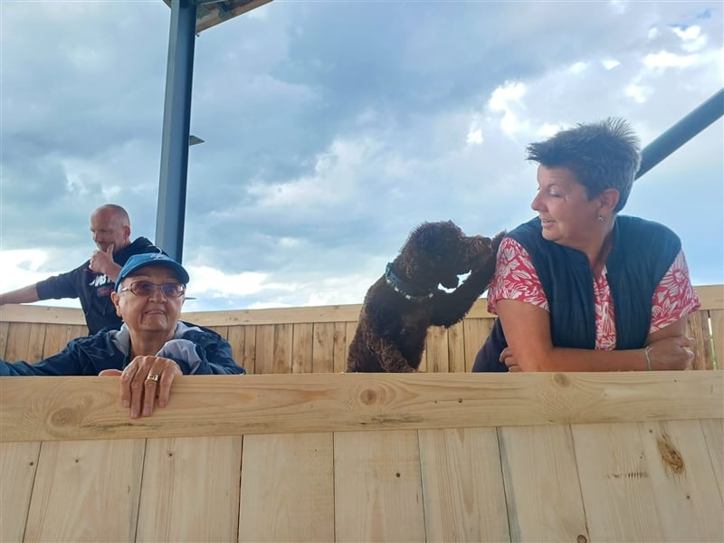 Lagotto Romagnolo italienischer Wasserhund