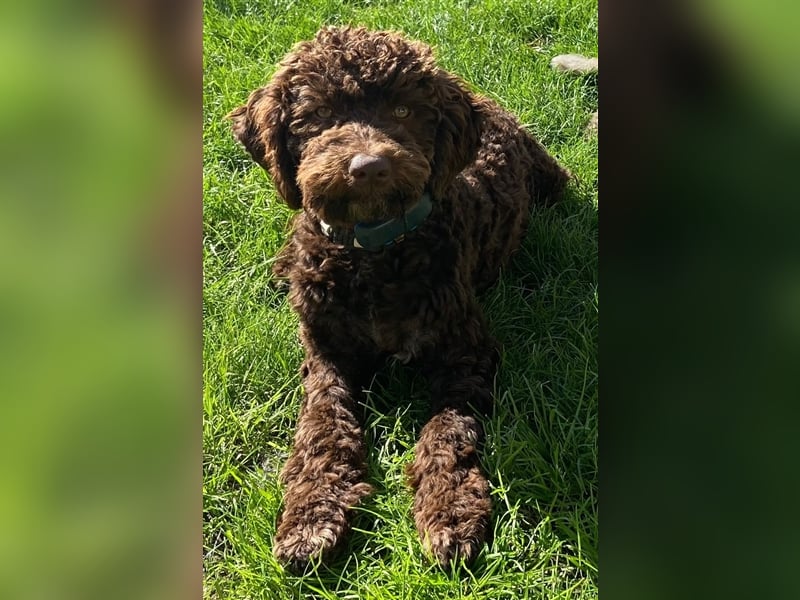 Lagotto Romagnolo italienischer Wasserhund