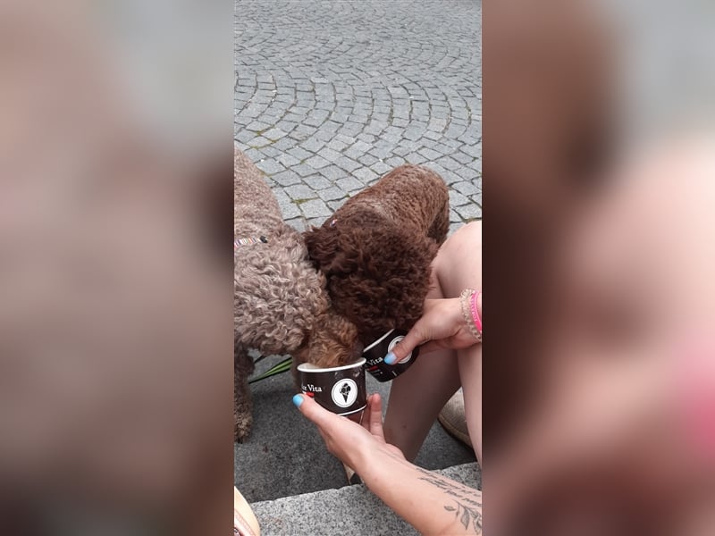 Lagotto Romagnolo italienischer Wasserhund