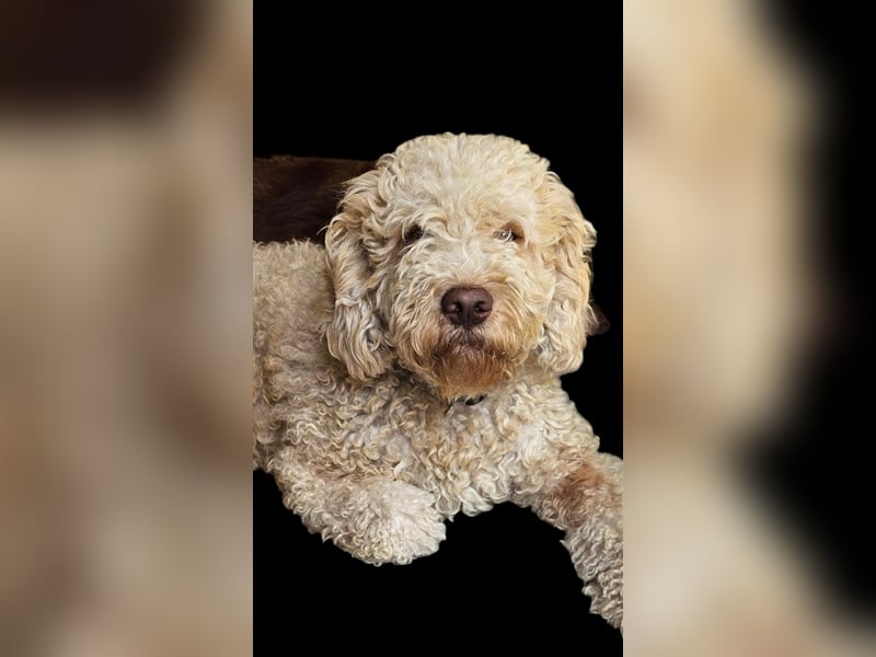 Lagotto Romagnolo italienischer Wasserhund