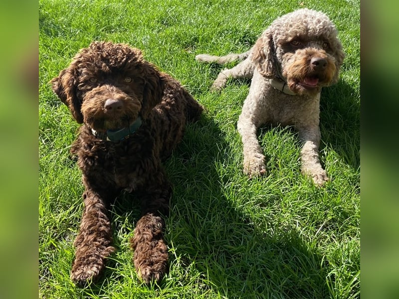 Lagotto Romagnolo italienischer Wasserhund