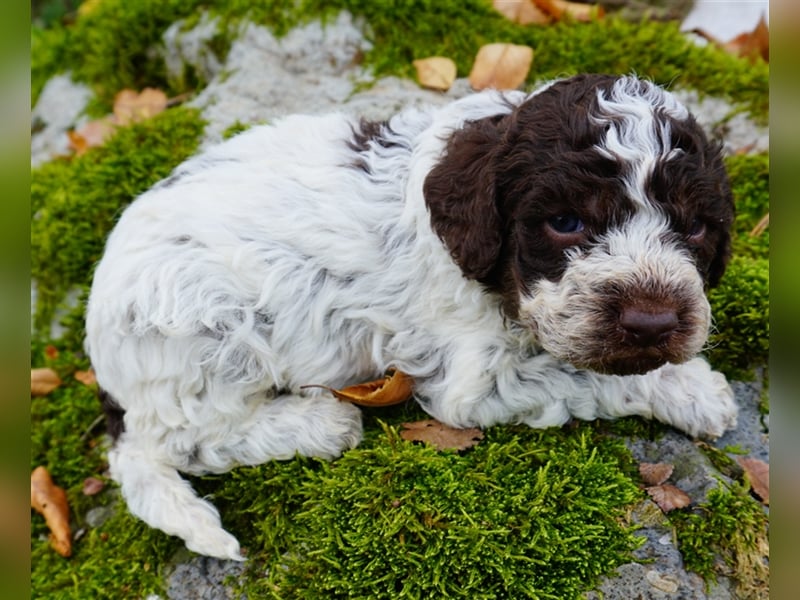 Lagotto Romagnolo Welpen