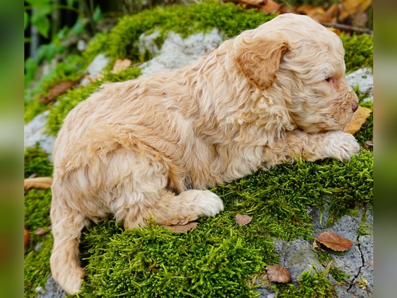 Lagotto Romagnolo Welpen