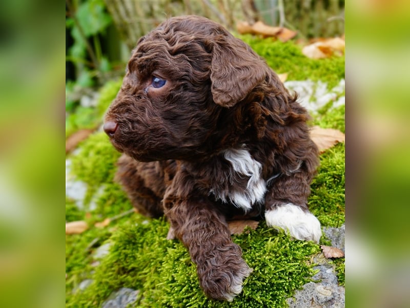 Lagotto Romagnolo Welpen