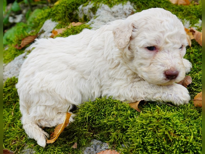 Lagotto Romagnolo Welpen