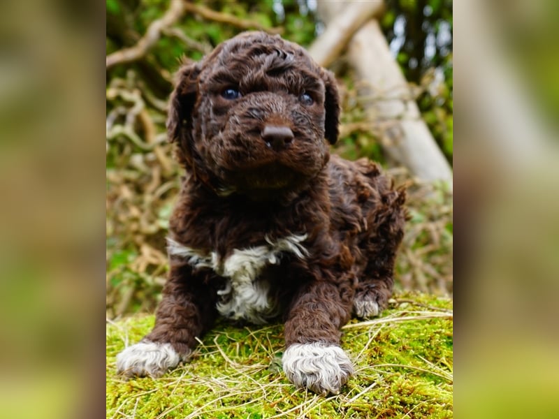 Lagotto Romagnolo Welpen