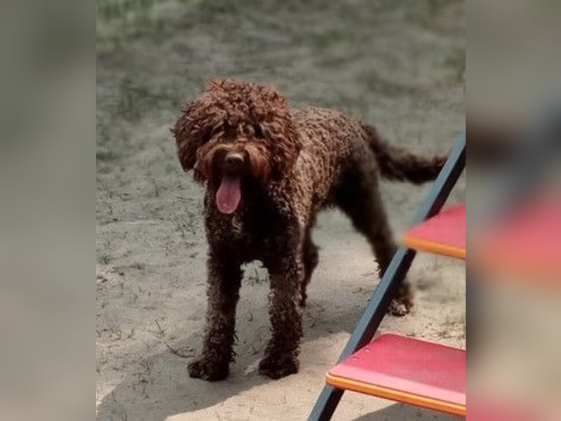 Lagotto Romagnolo Hündin 2 Jahre alt FCI