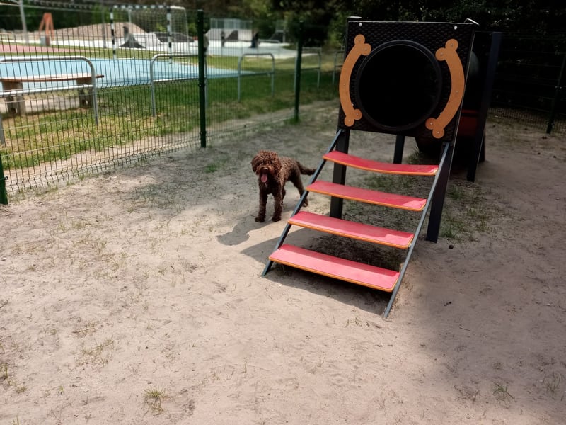 Lagotto Romagnolo Hündin 2 Jahre alt FCI