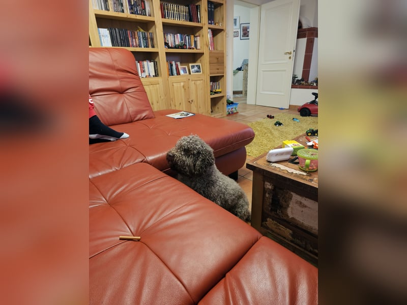 Lagotto Romagnolo welpen