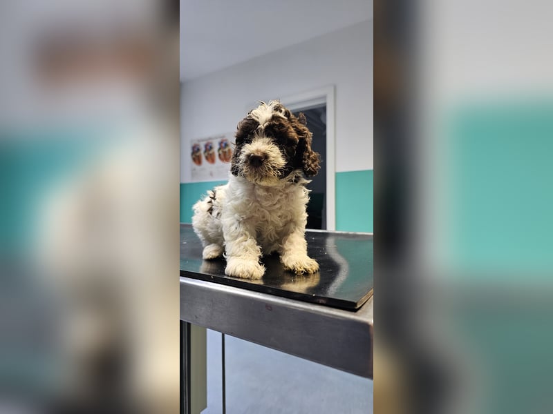 Lagotto Romagnolo welpen