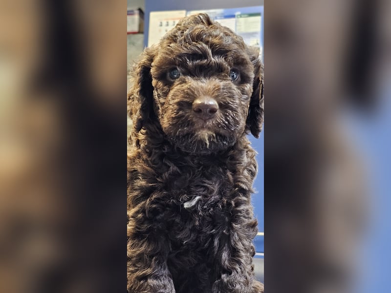 Lagotto Romagnolo welpen