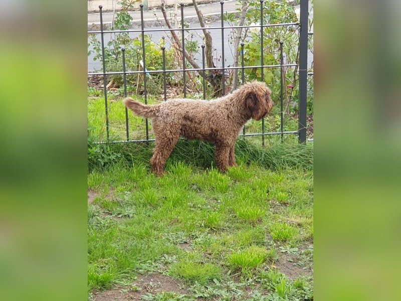 Lagotto Romagnolo welpen