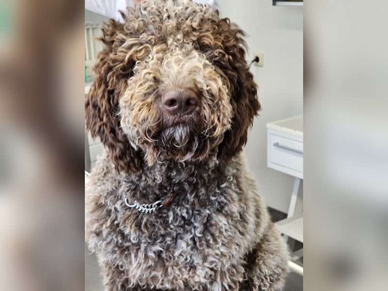 Lagotto Romagnolo welpen