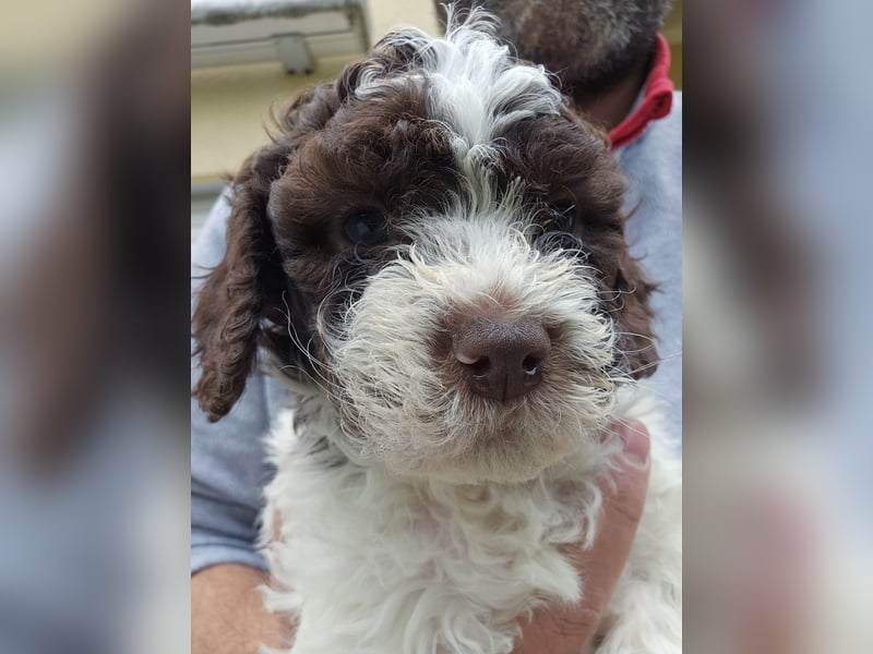 Lagotto Romagnolo welpen