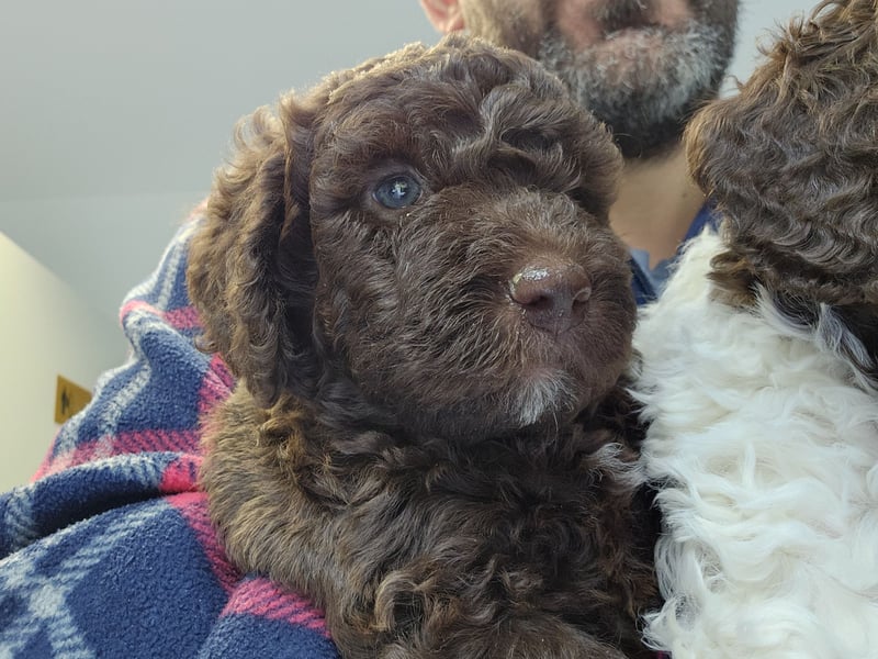 Lagotto Romagnolo welpen