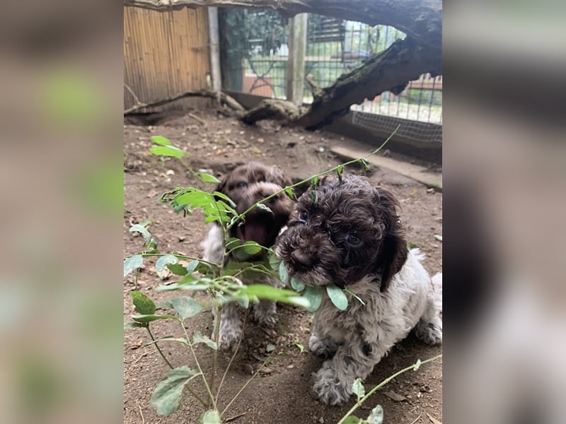 Lagotto Romagnolo Welpen