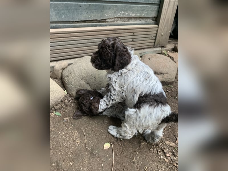 Lagotto Romagnolo Welpen