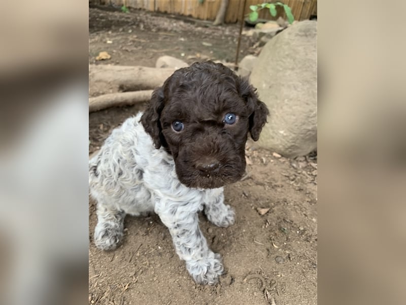 Lagotto Romagnolo Welpen