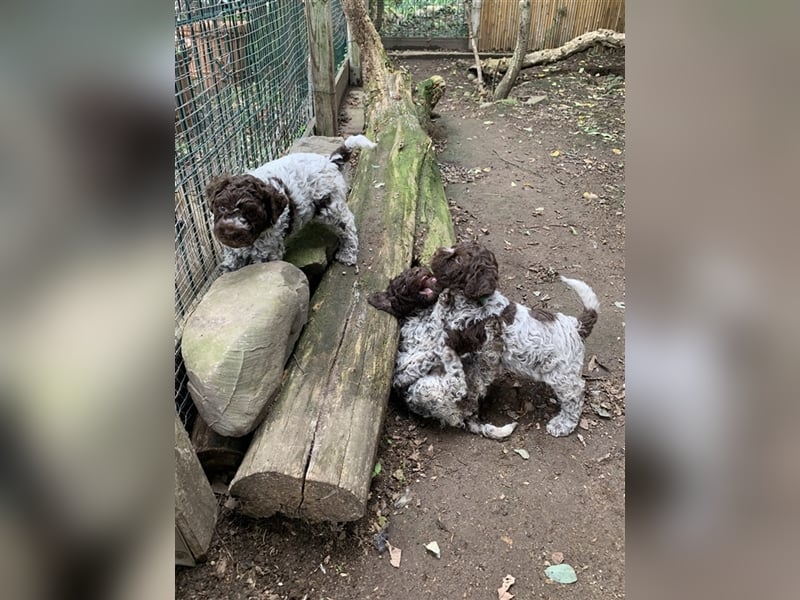 Lagotto Romagnolo Welpen