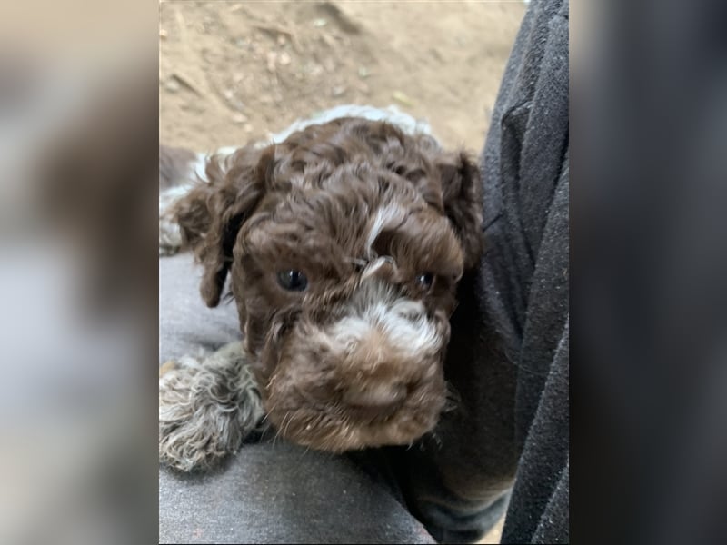 Lagotto Romagnolo Welpen