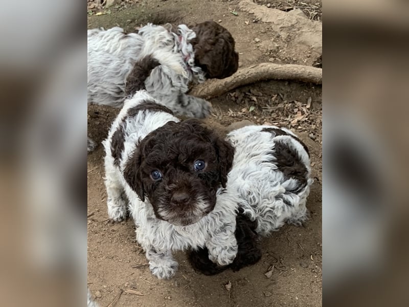 Lagotto Romagnolo Welpen