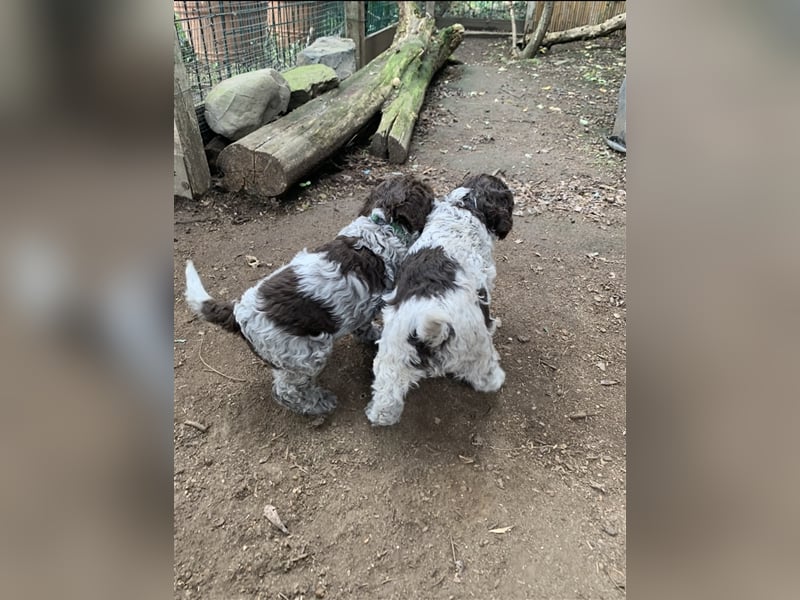 Lagotto Romagnolo Welpen