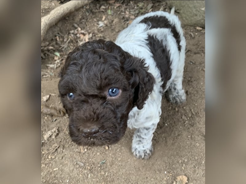 Lagotto Romagnolo Welpen