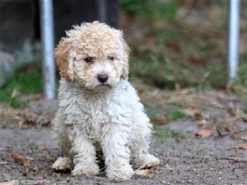 Lagotto Romagnolo