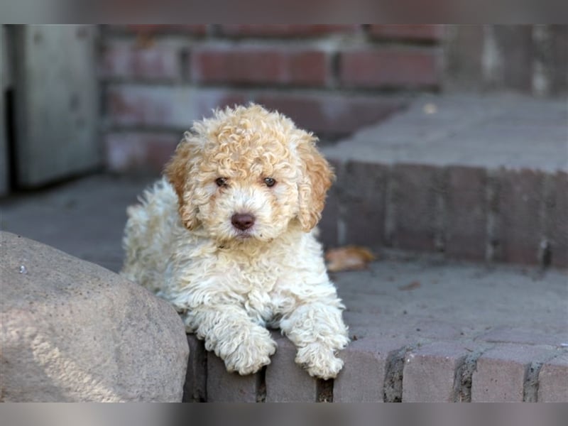 Lagotto Romagnolo