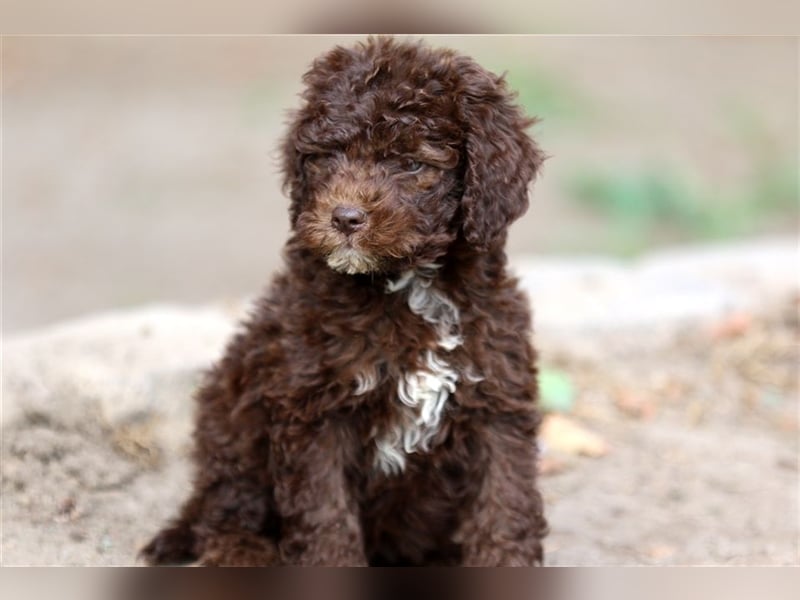 Lagotto Romagnolo