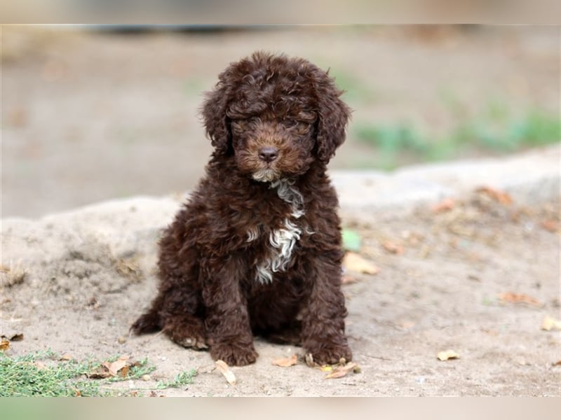 Lagotto Romagnolo