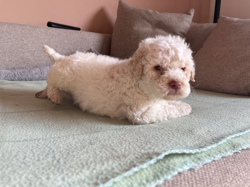 Reinrassige Lagotto Romagnolo-Welpen