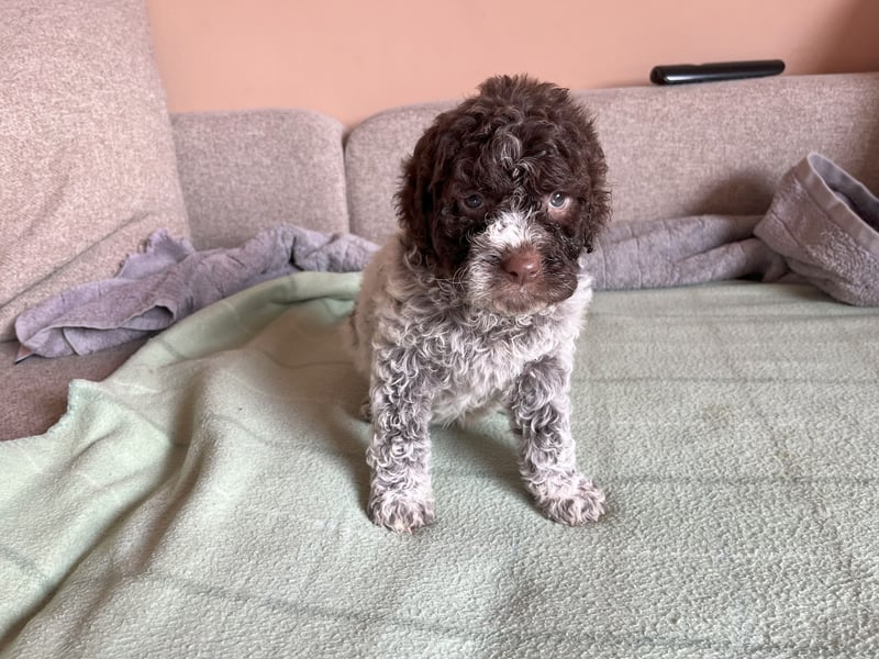 Reinrassige Lagotto Romagnolo-Welpen
