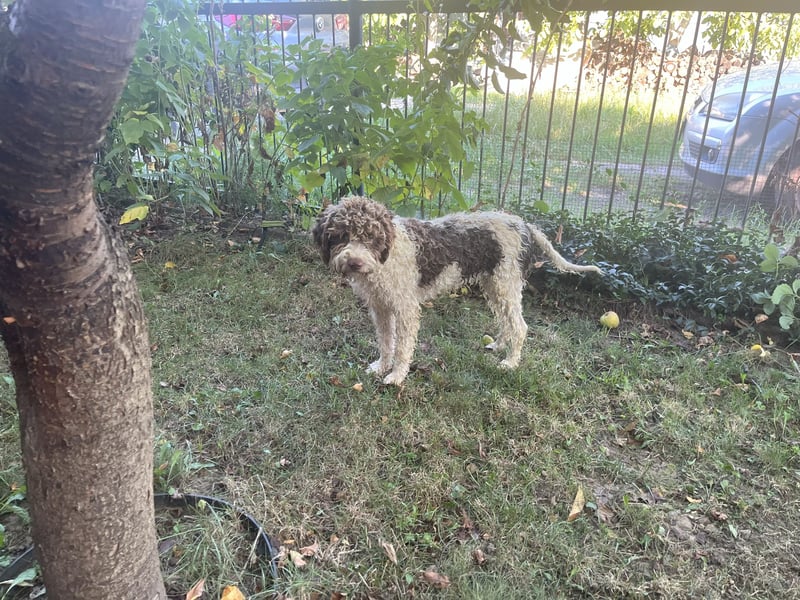Isa - Reinrassige Lagotto Romagnolo Hundin