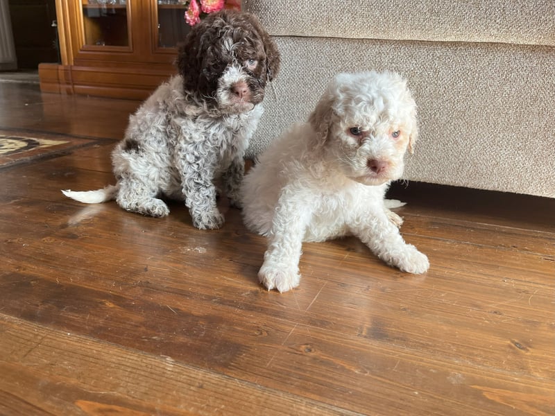 Reinrassige Lagotto Romagnolo-Welpen