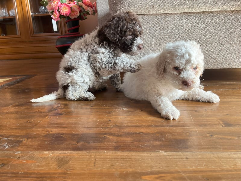 Reinrassige Lagotto Romagnolo-Welpen
