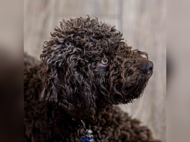 4 süße weibliche reinrassige Lagotto Romagnolo Welpen suchen ein liebevolles Zuhause