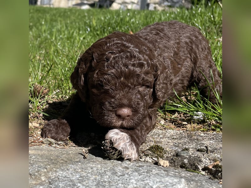 4 süße weibliche reinrassige Lagotto Romagnolo Welpen suchen ein liebevolles Zuhause