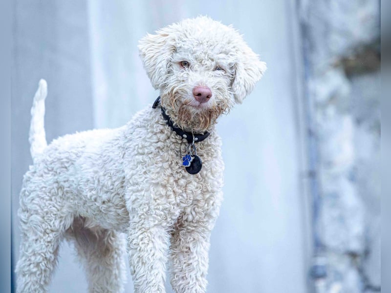 4 süße weibliche reinrassige Lagotto Romagnolo Welpen suchen ein liebevolles Zuhause