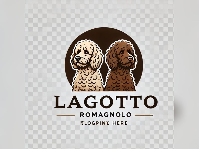 4 süße weibliche reinrassige Lagotto Romagnolo Welpen suchen ein liebevolles Zuhause