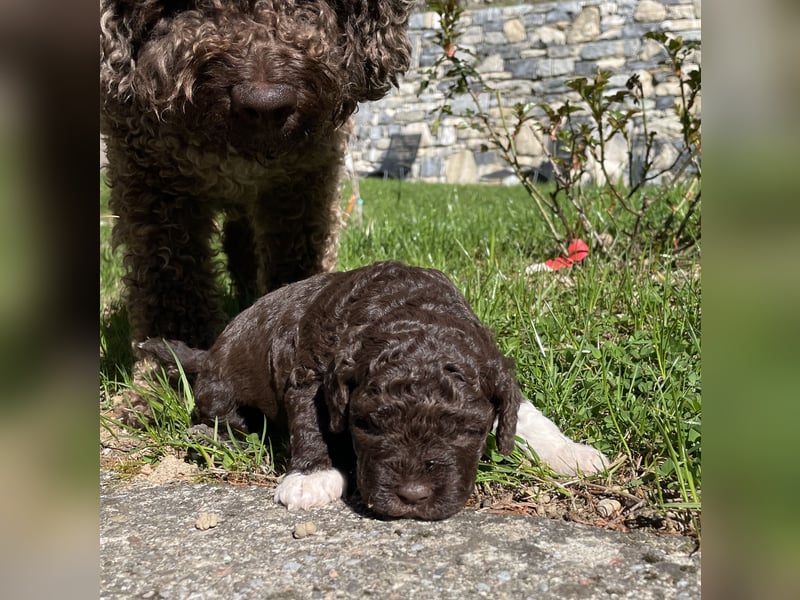 4 süße weibliche reinrassige Lagotto Romagnolo Welpen suchen ein liebevolles Zuhause