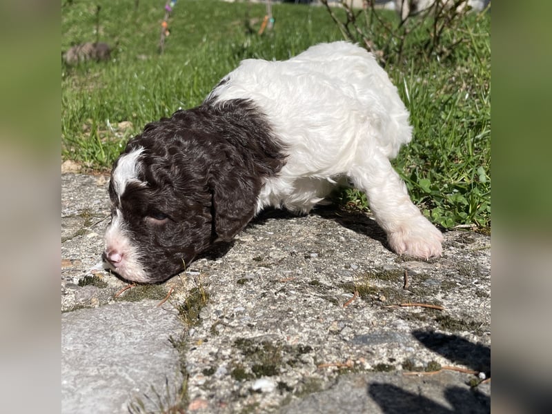 4 süße weibliche reinrassige Lagotto Romagnolo Welpen suchen ein liebevolles Zuhause