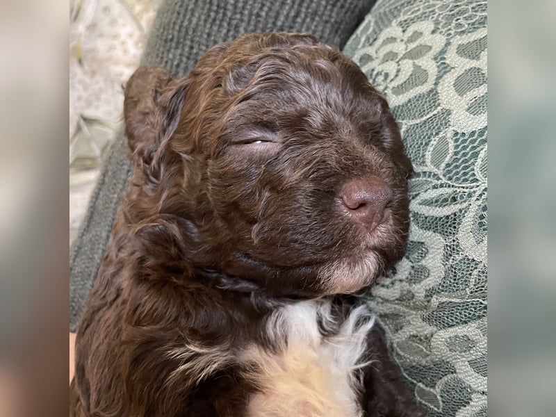 4 süße weibliche reinrassige Lagotto Romagnolo Welpen suchen ein liebevolles Zuhause