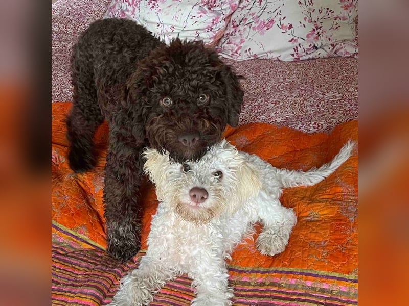 4 süße weibliche reinrassige Lagotto Romagnolo Welpen suchen ein liebevolles Zuhause