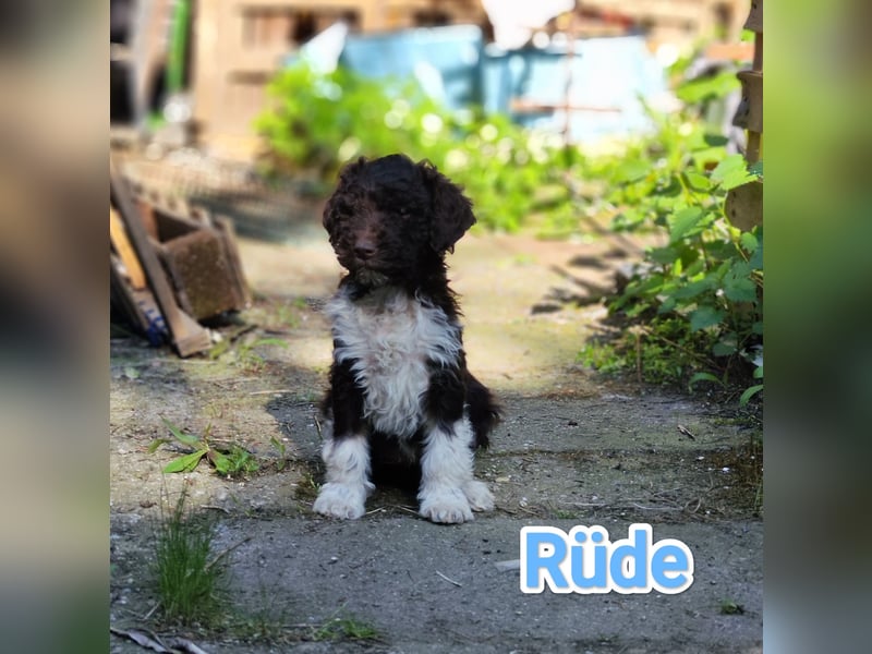 Lagotto Romagnolo Welpen Nur noch zwei Rüden und eine Hündin