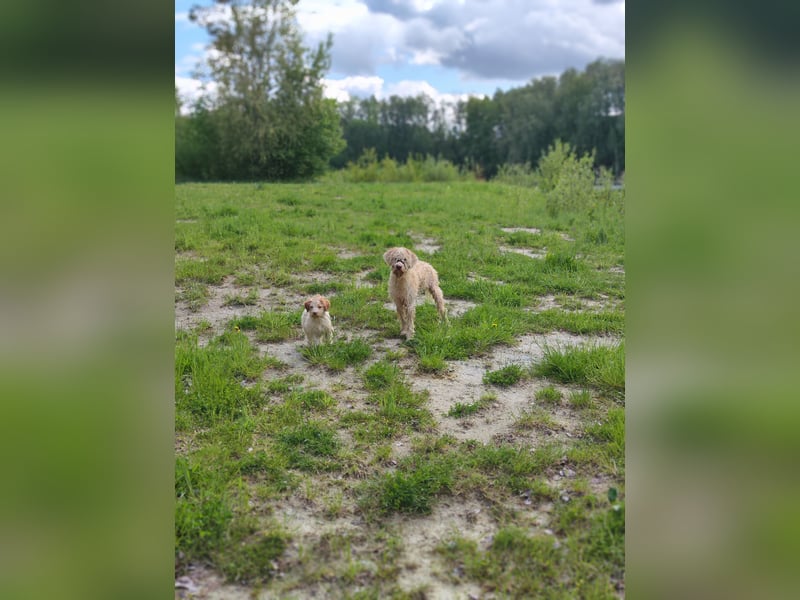 Lagotto Romagnolo Welpen Nur noch zwei Rüden und eine Hündin
