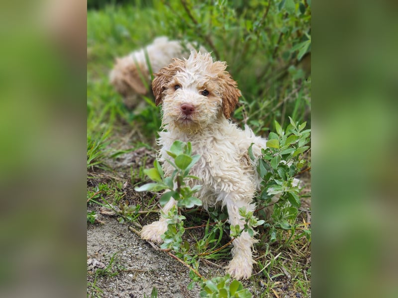 Lagotto Romagnolo Welpen Nur noch zwei Rüden und eine Hündin