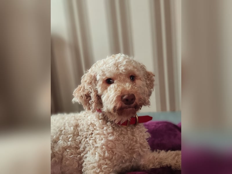 Lagotto Romagnolo Welpen Nur noch zwei Rüden und eine Hündin