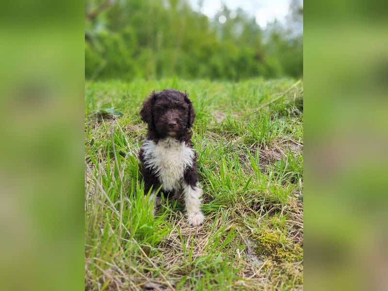 Lagotto Romagnolo Welpen Nur noch zwei Rüden und eine Hündin