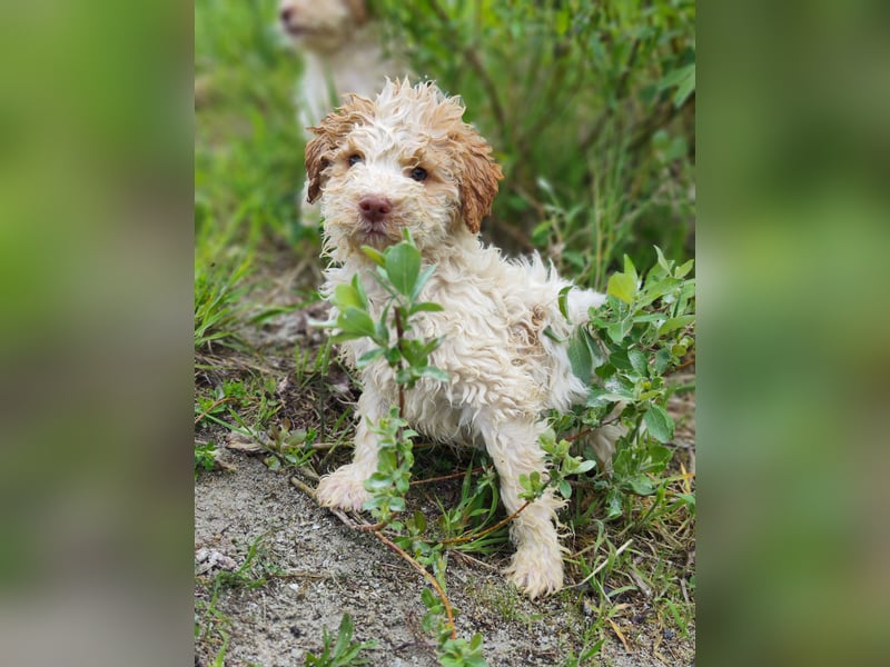 Lagotto Romagnolo Welpen Nur noch zwei Rüden und eine Hündin